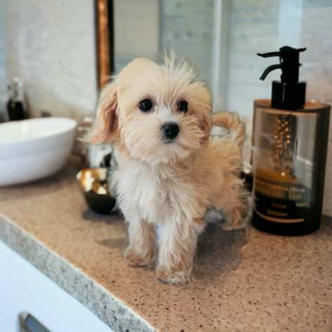 Cuccioli di Maltipoo da 70 euro al mese