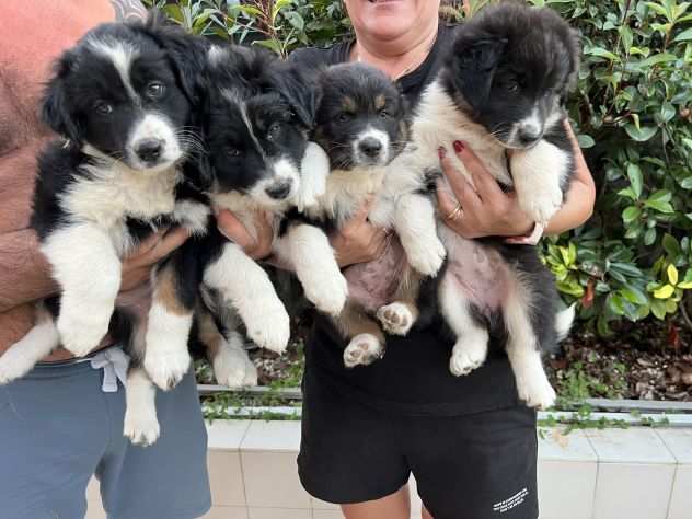 Cuccioli di Pastore Australiano