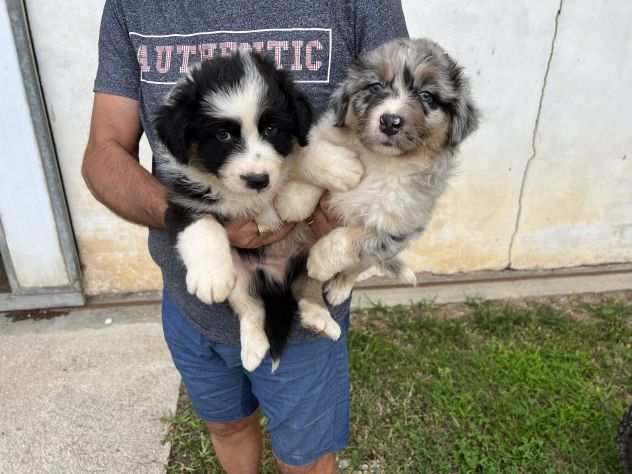 Cuccioli di Pastore Australiano