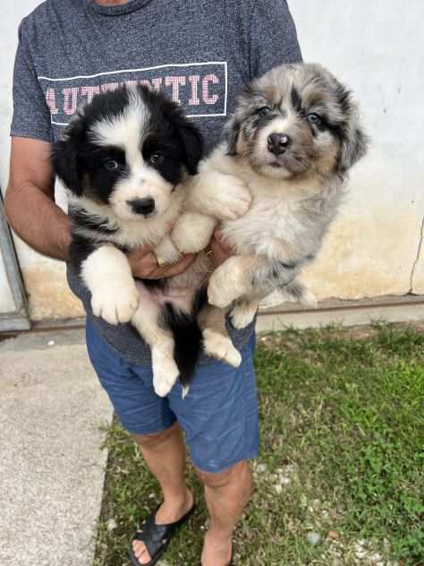 Cuccioli di Pastore Australiano