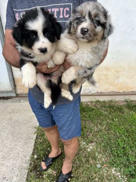 Cuccioli di Pastore Australiano