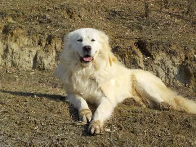 cuccioli di Pastore Maremmano Abruzzese