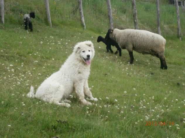 cuccioli di Pastore Maremmano Abruzzese