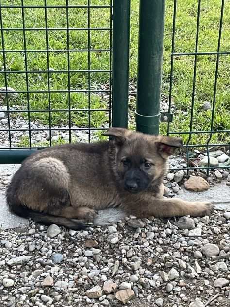 Cuccioli di Pastore tedesco