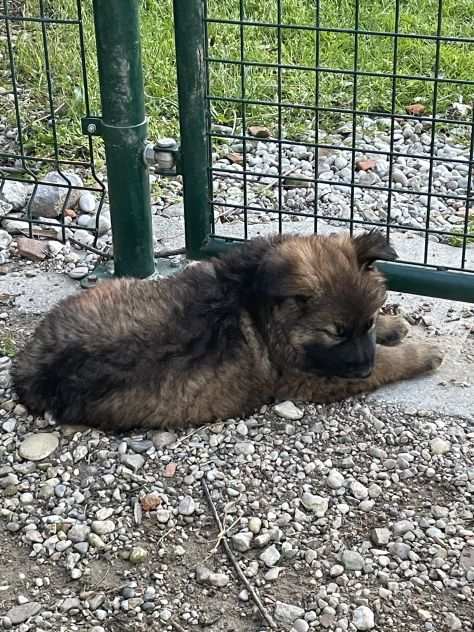 Cuccioli di Pastore tedesco