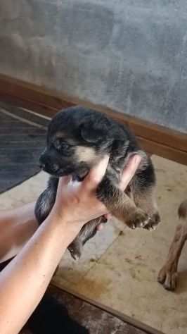 Cuccioli di pastore tedesco