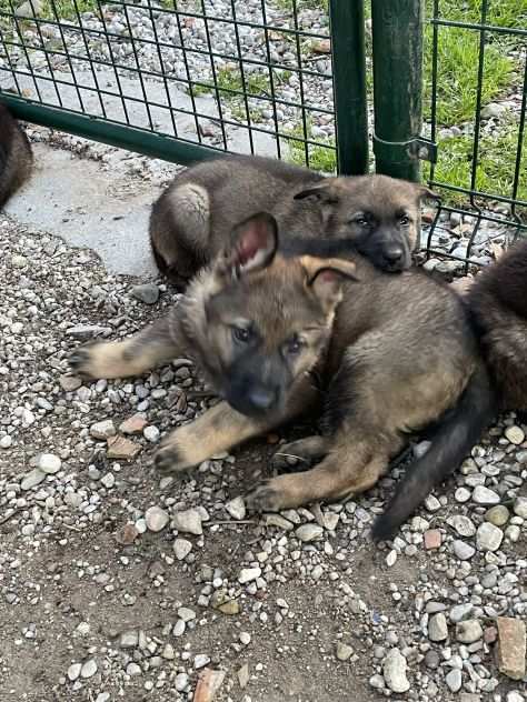 Cuccioli di Pastore tedesco