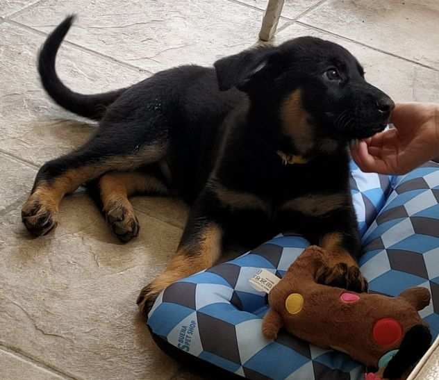 Cuccioli di pastore tedesco nero focato