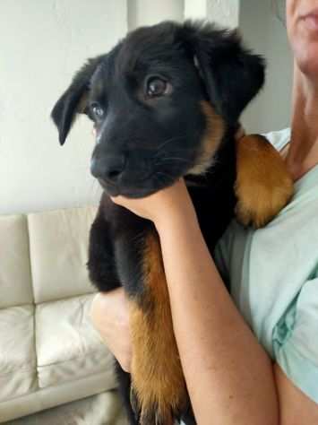 Cuccioli di pastore tedesco nero focato