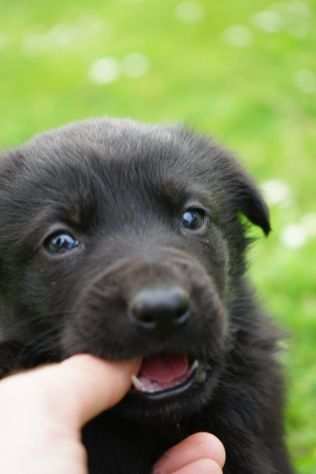 Cuccioli di Pastore Tedesco x Belga