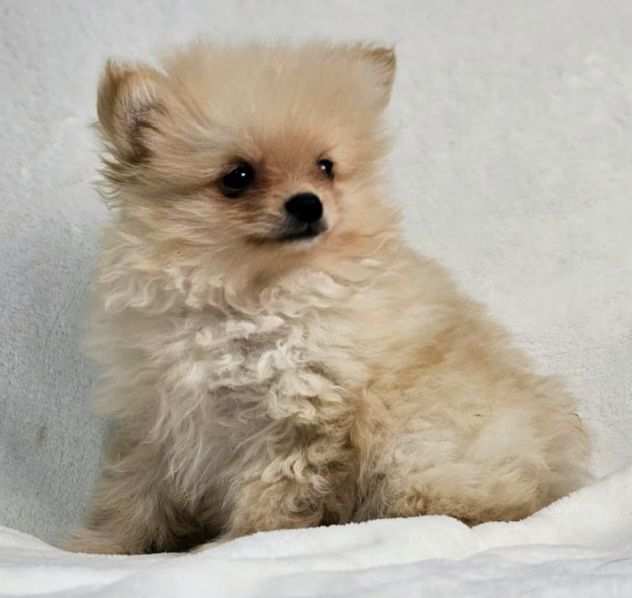 Cuccioli di Pomerania