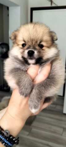 Cuccioli di Pomerania