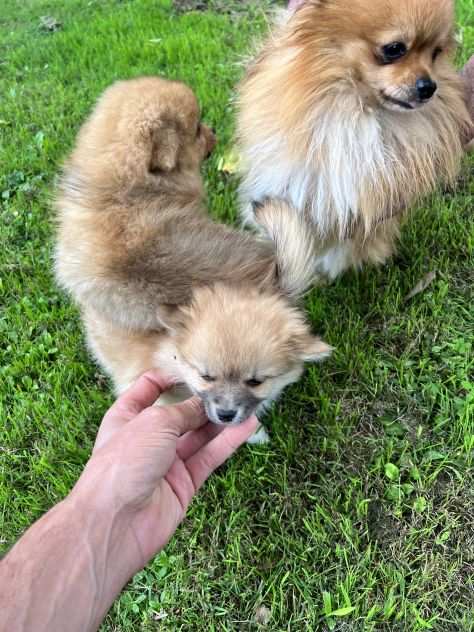 Cuccioli di Pomerania Toy