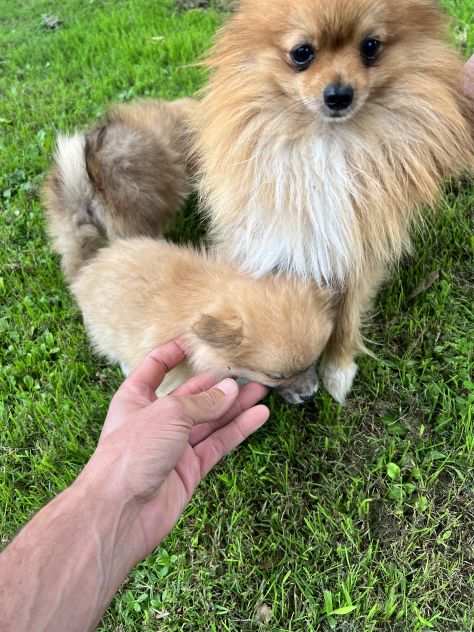 Cuccioli di Pomerania Toy