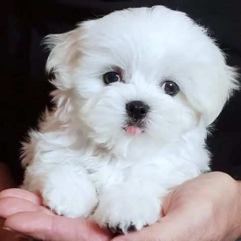 Cuccioli di razza maltese toy