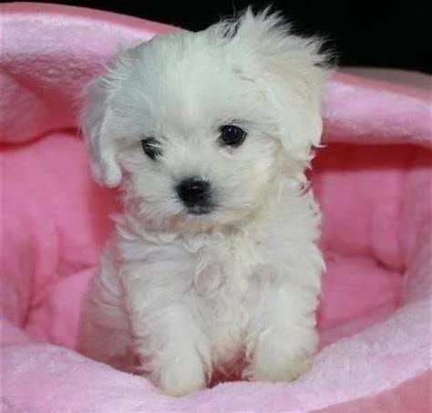 Cuccioli di razza maltese toy