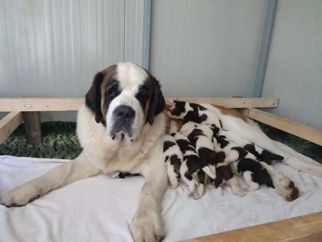 Cuccioli di San Bernardo