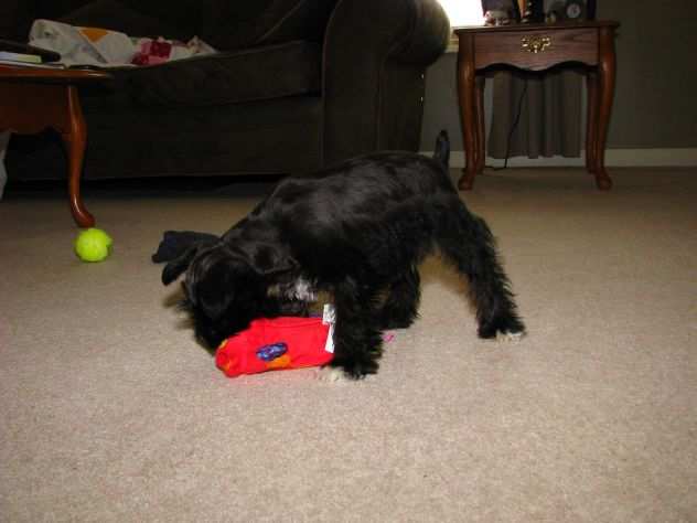 Cuccioli di Schnauzer