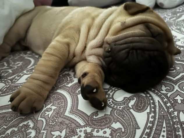 Cuccioli di Shar Pei