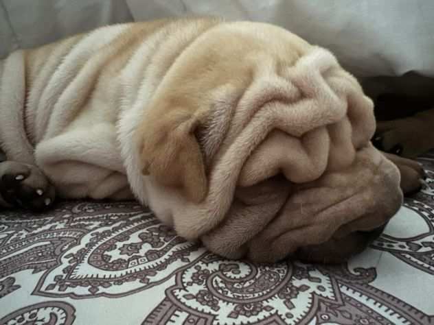 Cuccioli di Shar Pei