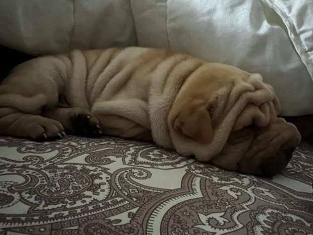 Cuccioli di Shar Pei