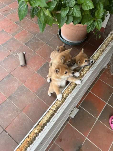 Cuccioli di Shiba Inu