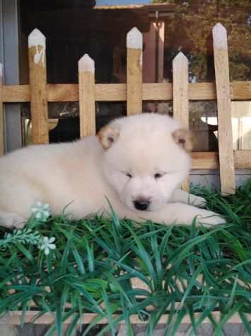 cuccioli di shiba inu bianchi