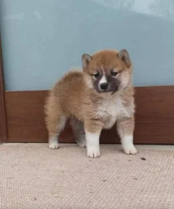 Cuccioli di Shiba Inu con pedigree