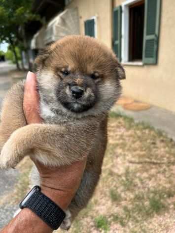 Cuccioli di Shiba Inu con pedigree ENCI