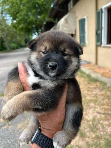 Cuccioli di Shiba Inu (con pedigree ENCI)