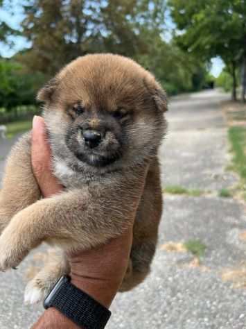 Cuccioli di Shiba Inu con pedigree ENCI