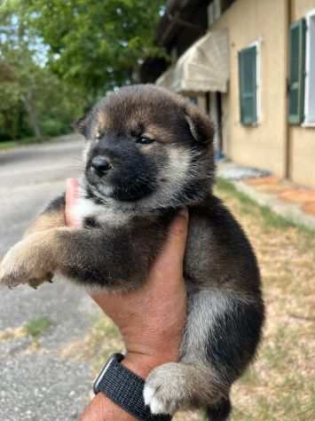 Cuccioli di Shiba Inu (con pedigree ENCI)