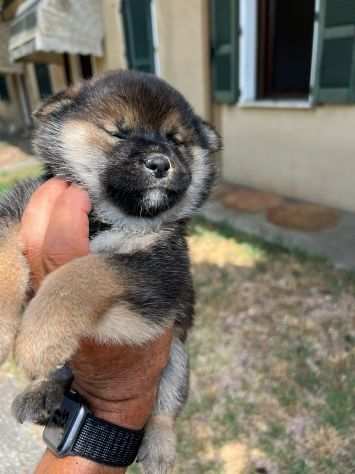 Cuccioli di Shiba Inu (con pedigree ENCI)