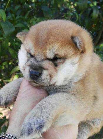 Cuccioli di shiba inu da allevamento ENCI