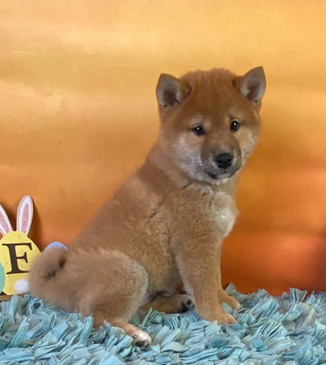 Cuccioli di shiba inu giapponesi