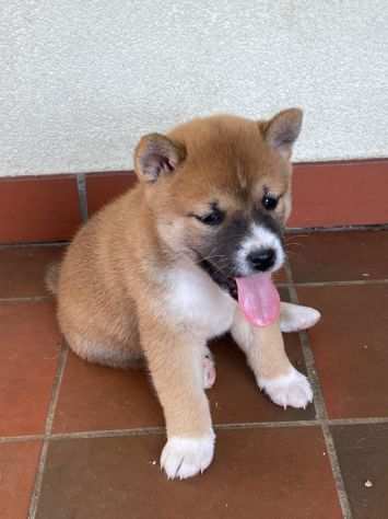 Cuccioli di Shiba senza pedigree