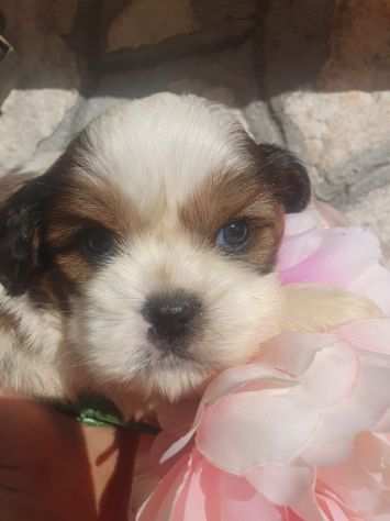 cuccioli di shih tzu