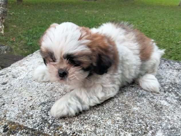 Cuccioli di Shihtzu