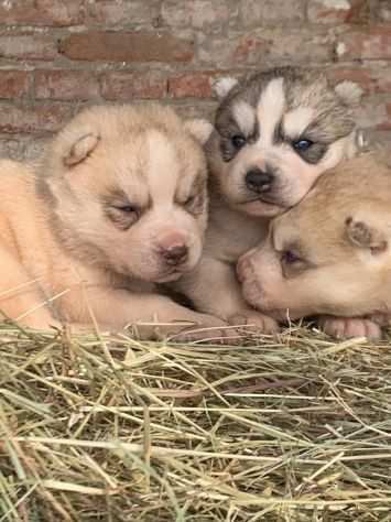 Cuccioli di Siberian Husky