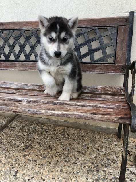 Cuccioli di Siberian Husky