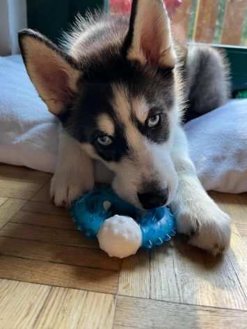 Cuccioli di Siberian Husky