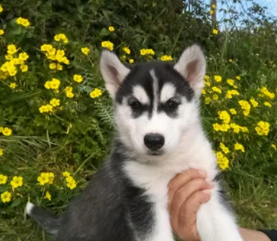 Cuccioli di Siberian Husky