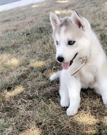 Cuccioli di siberian husky