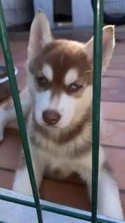 Cuccioli di siberian husky