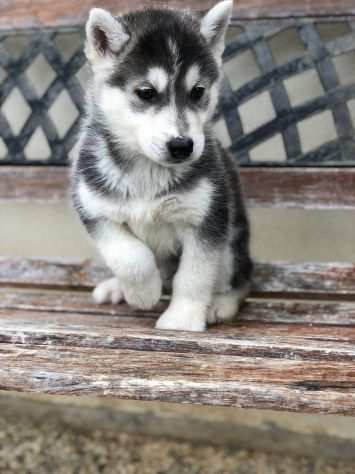 Cuccioli di Siberian Husky