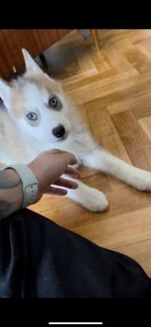 Cuccioli di Siberian Husky