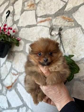 Cuccioli di Spitz Volpino di Pomerania