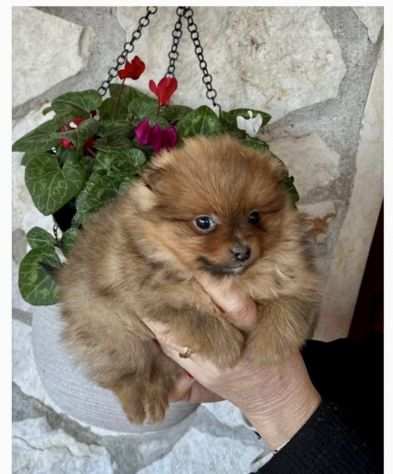 Cuccioli di Spitz Volpino di Pomerania