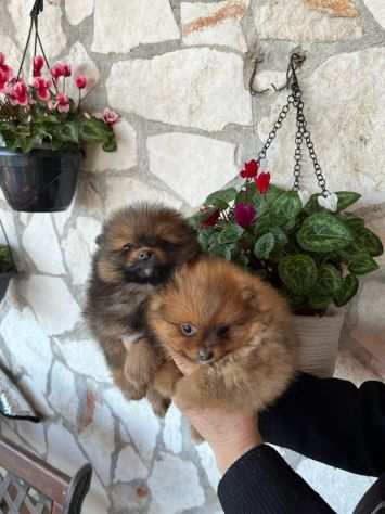 Cuccioli di Spitz Volpino di Pomerania