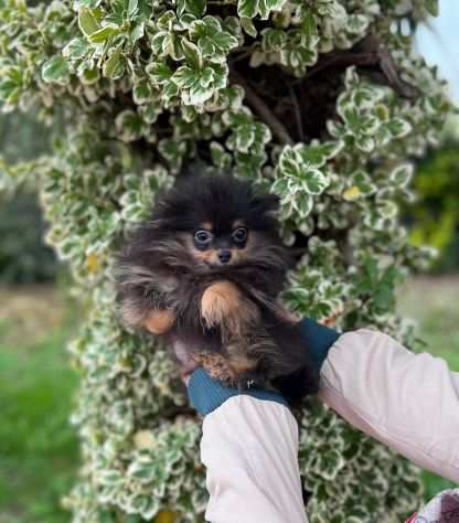 Cuccioli di Spitz Volpino di Pomerania